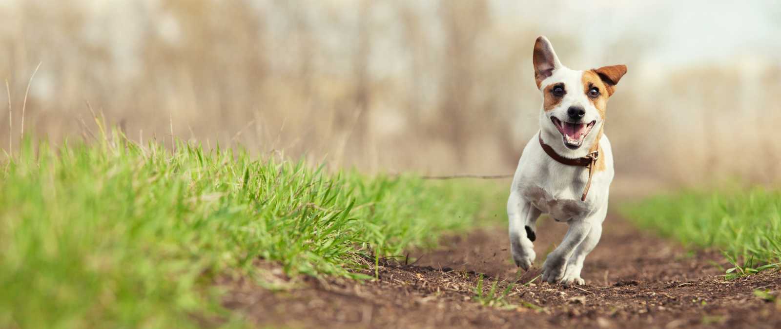 Terrier running in the sunshine